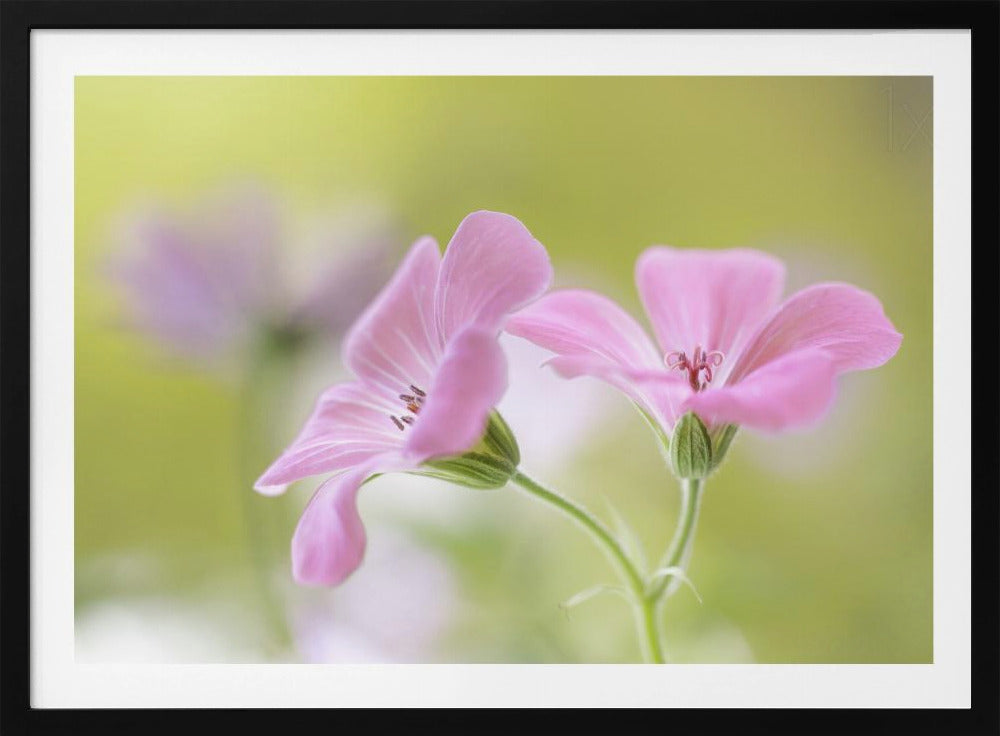 Pink Melody | Poster