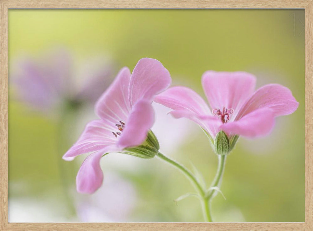 Pink Melody | Poster