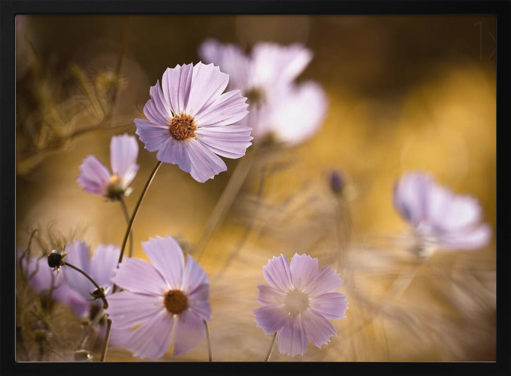 The Lion King | Poster