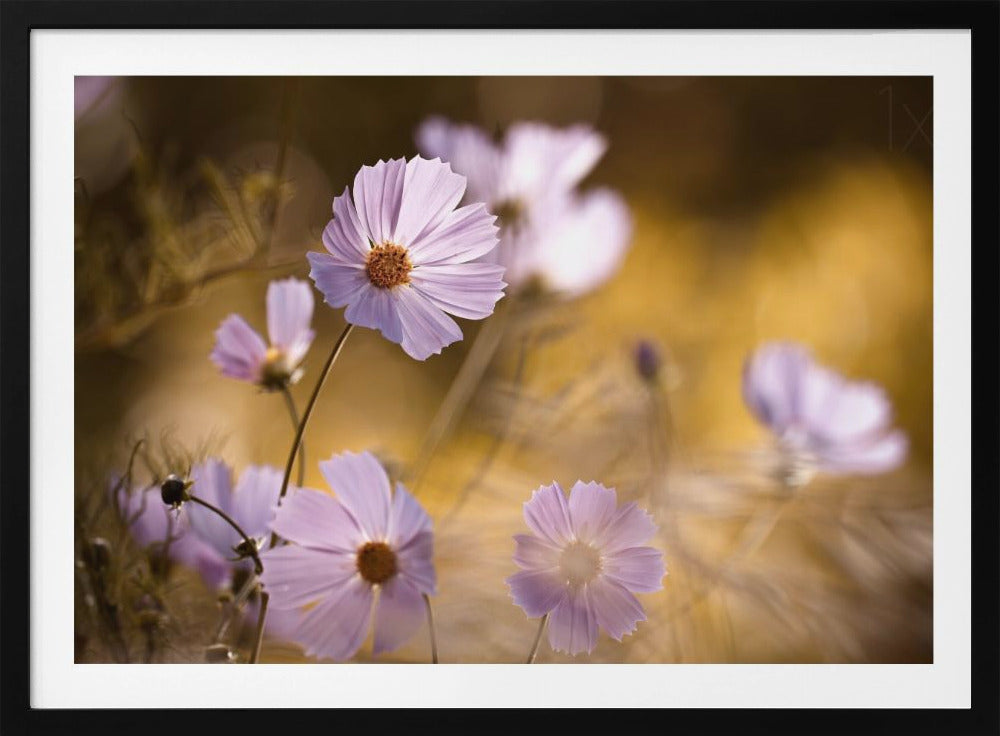 The Lion King | Poster