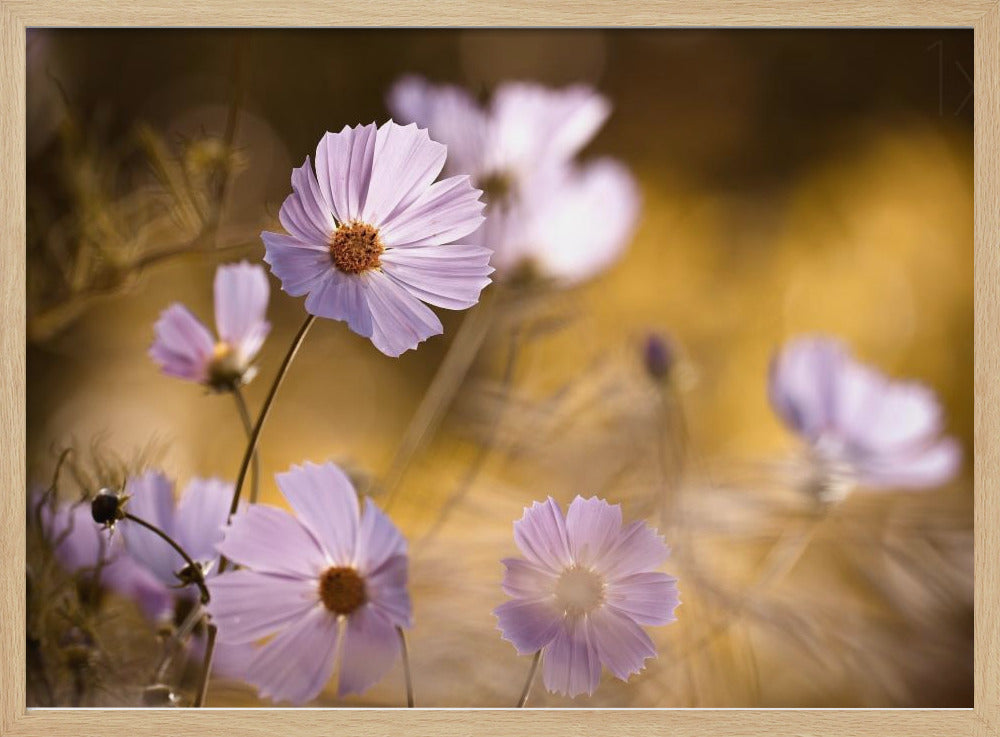 The Lion King | Poster