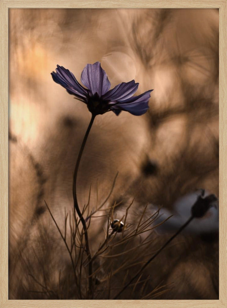 The Dancing Queen | Poster