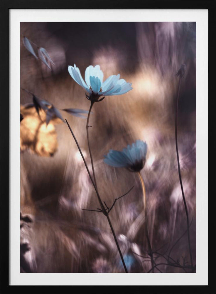 Lueur d'Automne | Poster