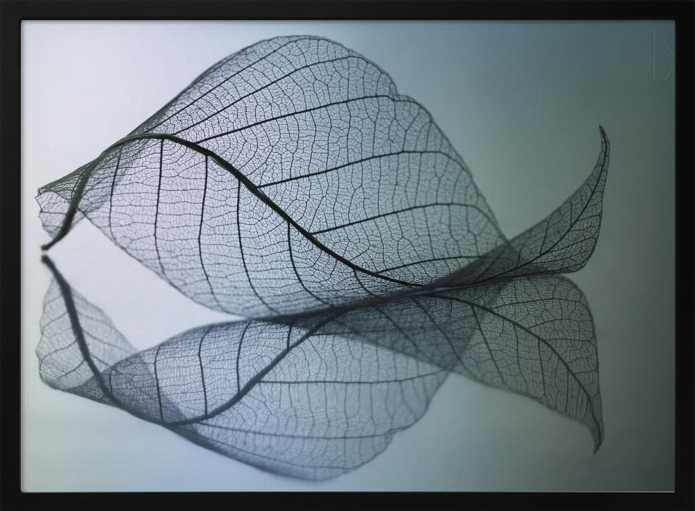 Curvaceousness | Poster