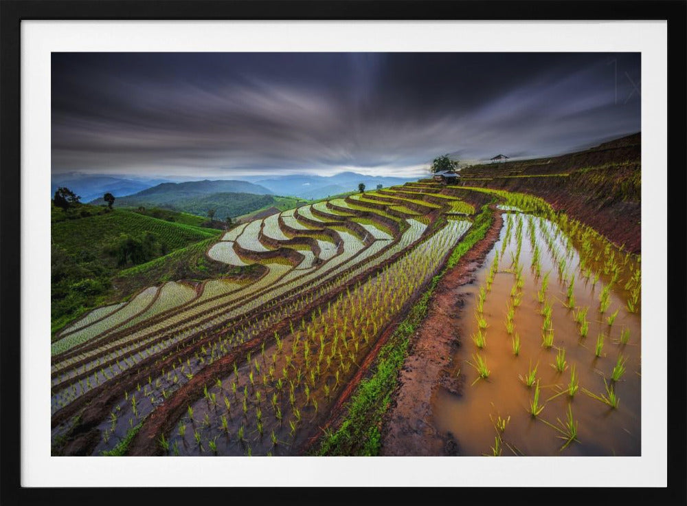 Unseen Rice Field | Poster