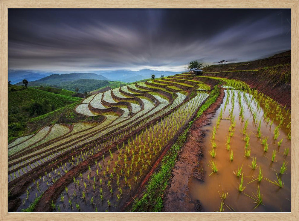 Unseen Rice Field | Poster