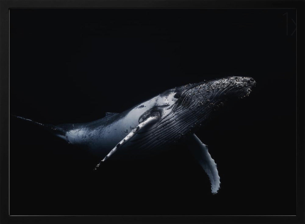 Black &amp; Whale | Poster