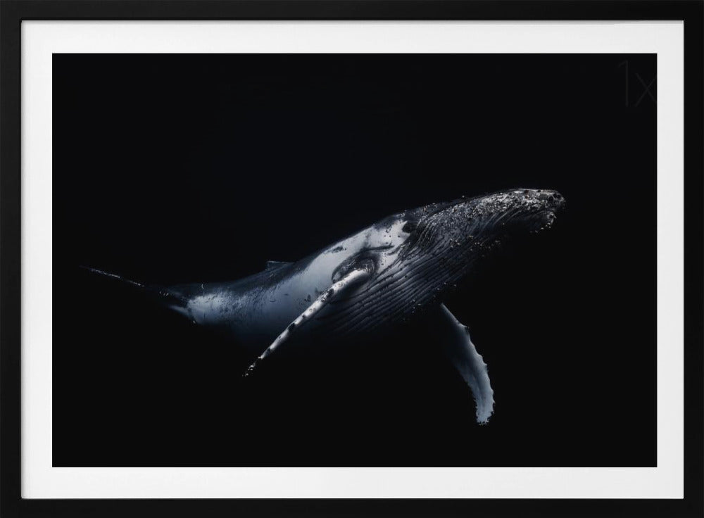 Black &amp; Whale | Poster