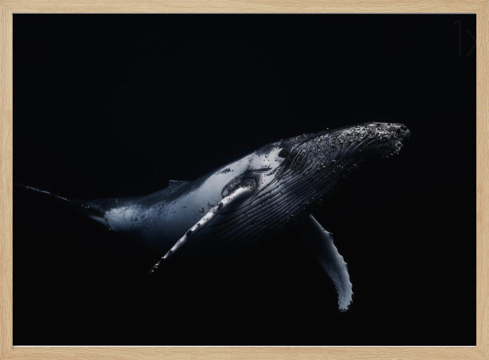 Black &amp; Whale | Poster