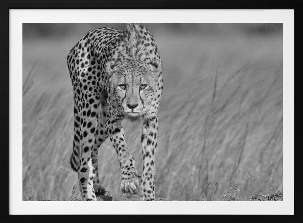 Focused predator | Poster