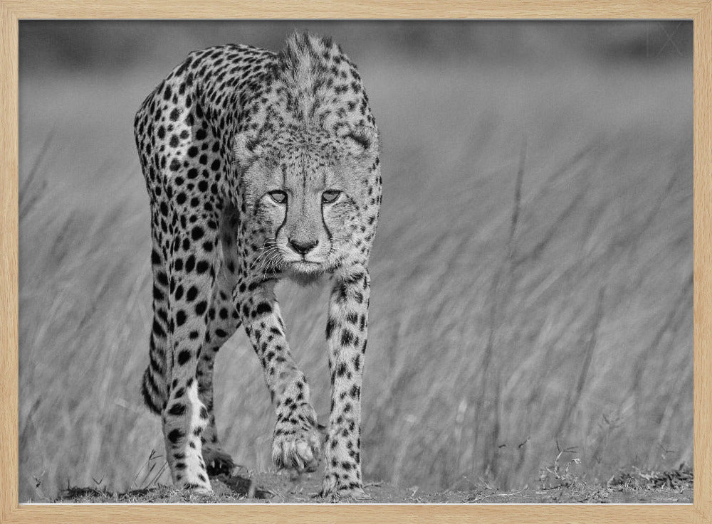 Focused predator | Poster