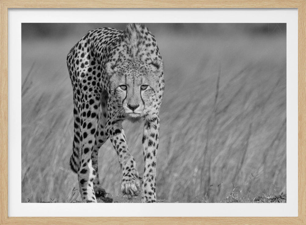 Focused predator | Poster