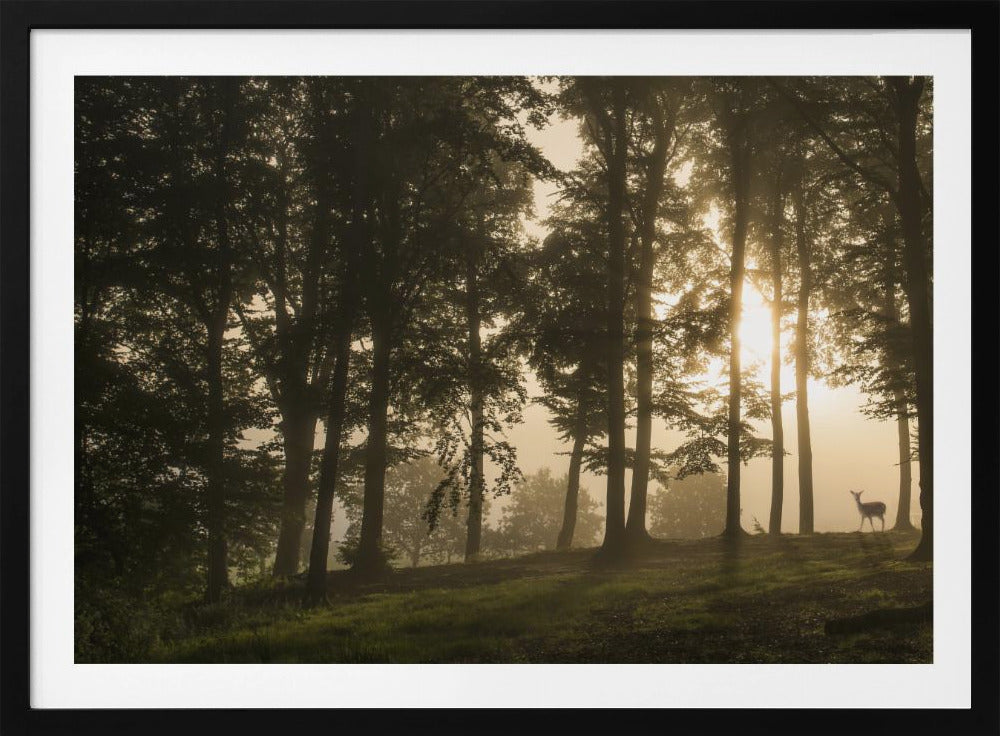 Deer in the morning mist. | Poster