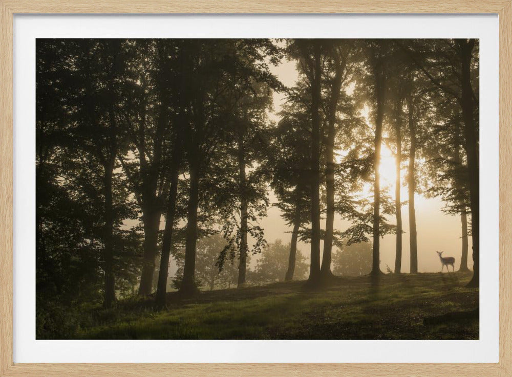 Deer in the morning mist. | Poster