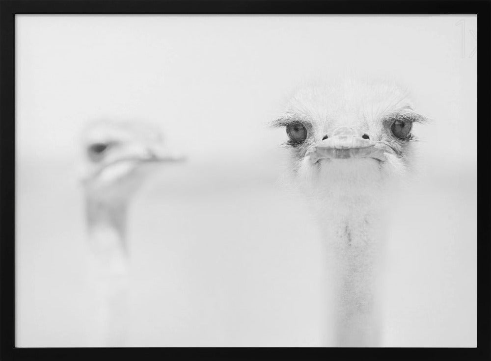 Funny ostrich | Poster