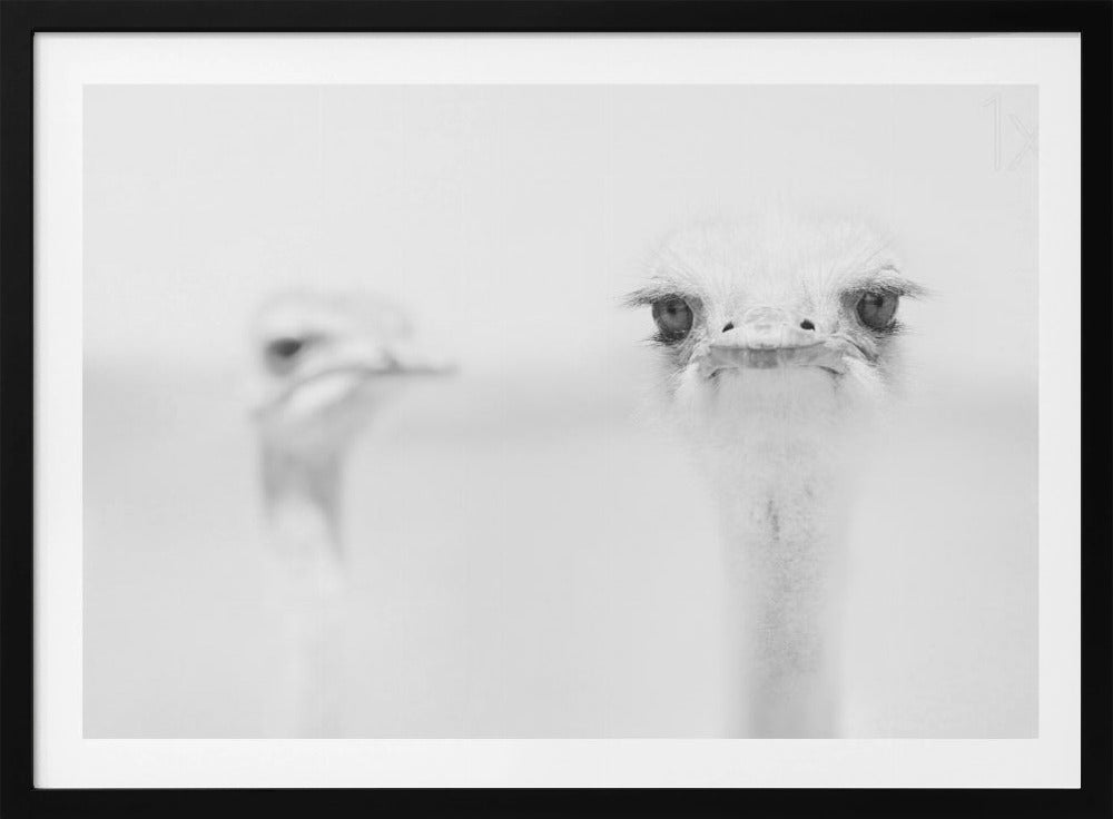 Funny ostrich | Poster