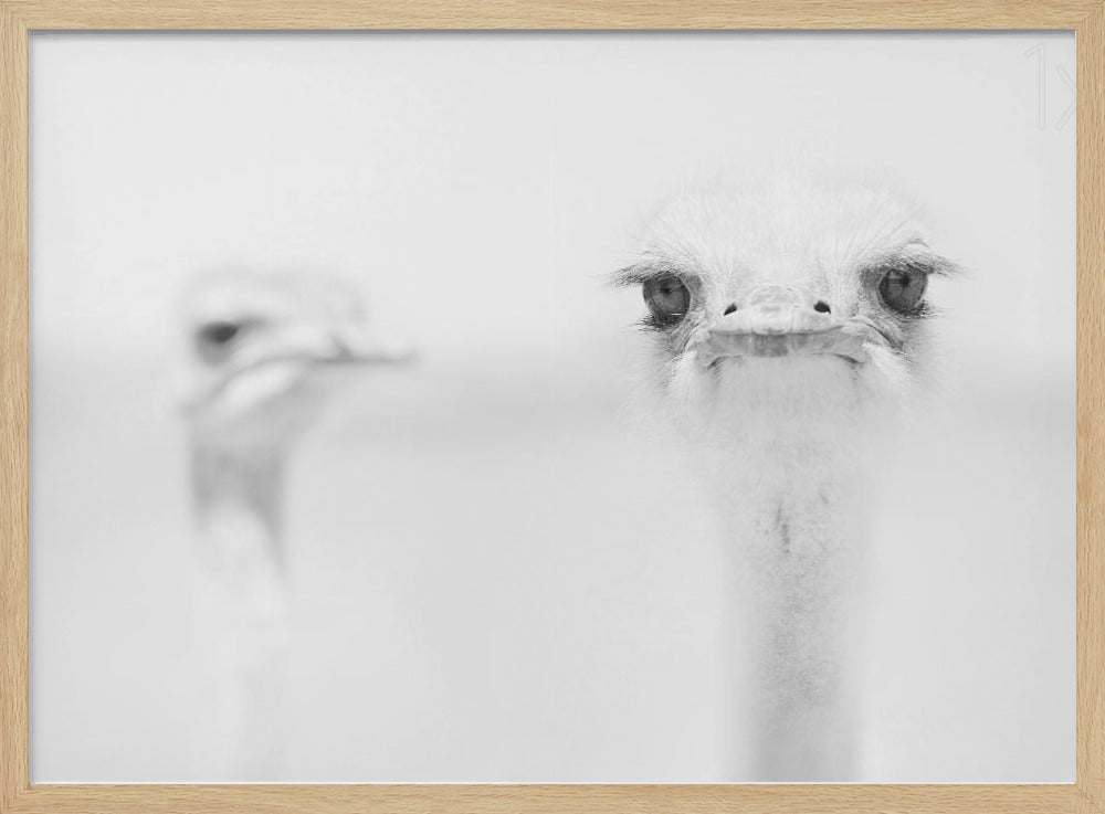 Funny ostrich | Poster