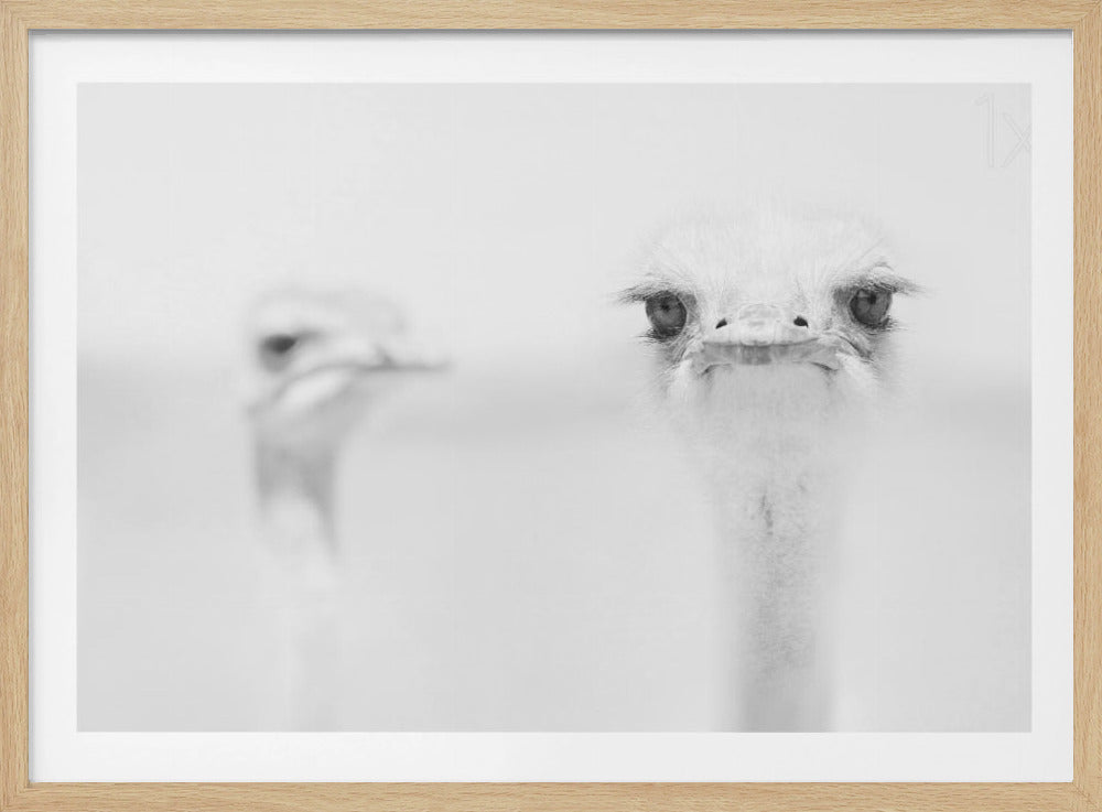 Funny ostrich | Poster