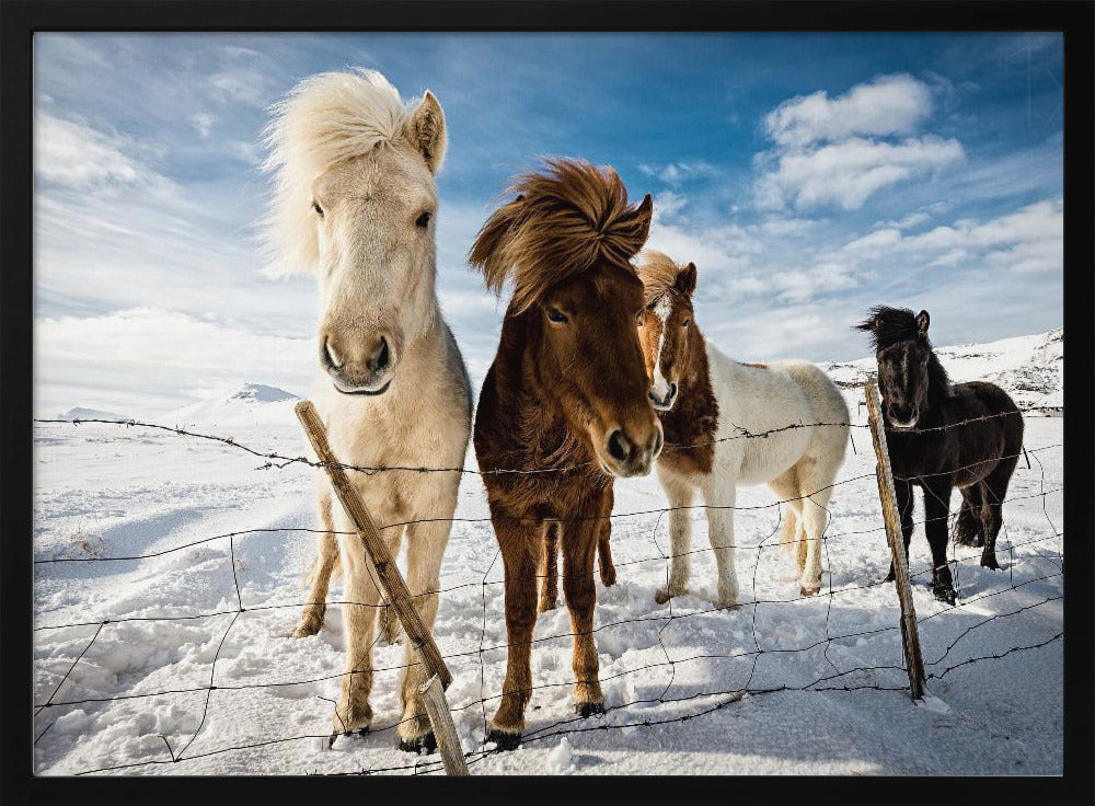 Icelandic Hair Style | Poster