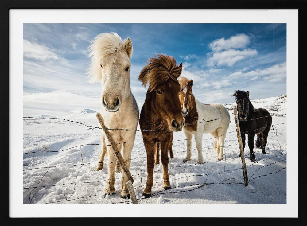 Icelandic Hair Style | Poster