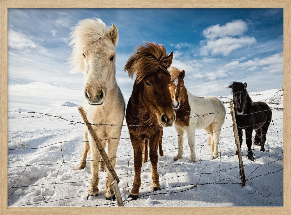 Icelandic Hair Style | Poster