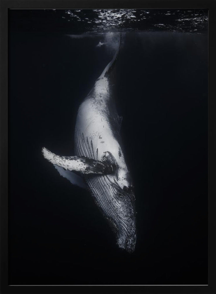 Black Whale | Poster