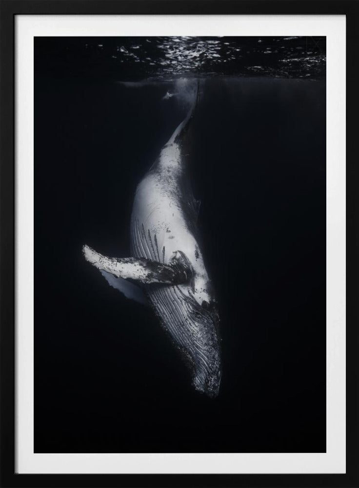 Black Whale | Poster