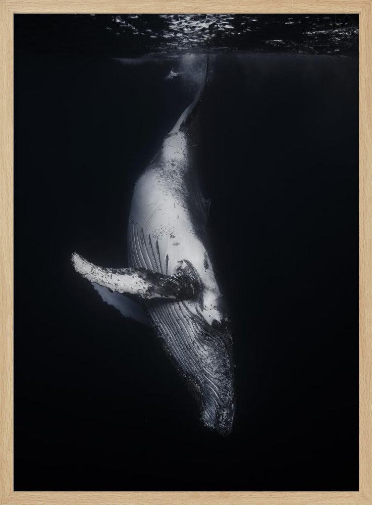 Black Whale | Poster