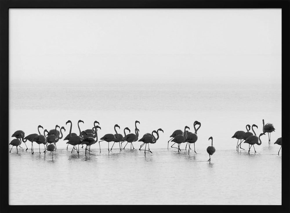 Flamingos | Poster