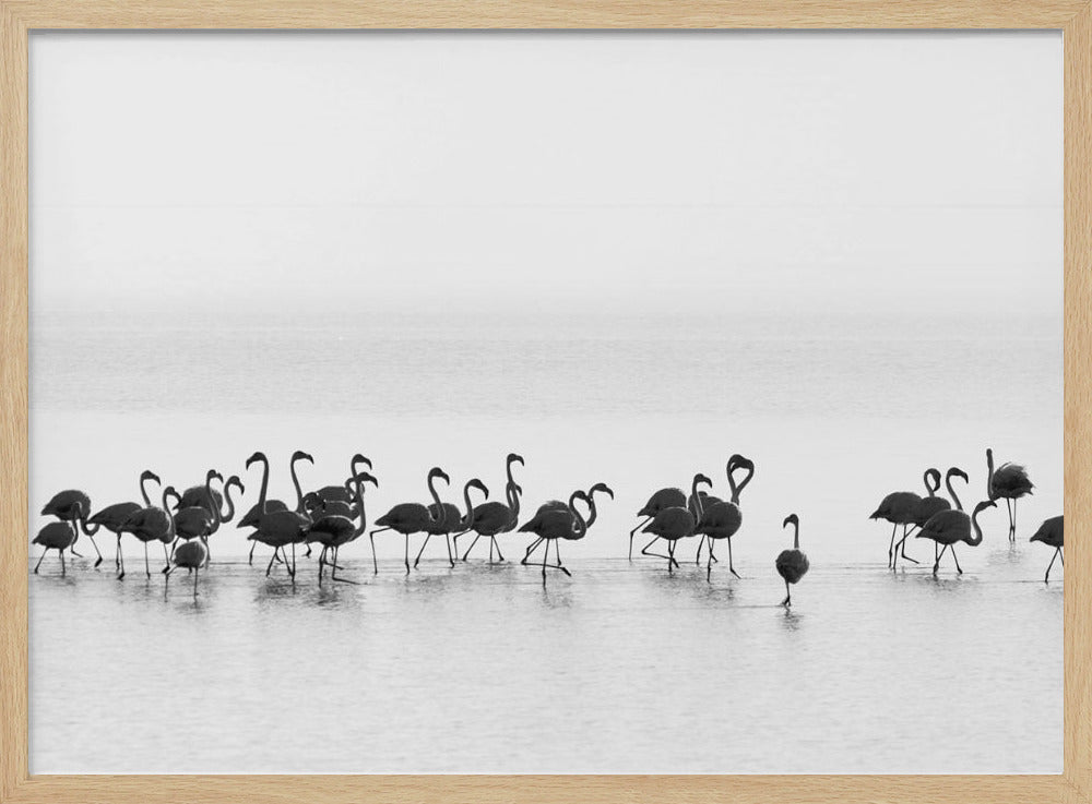 Flamingos | Poster
