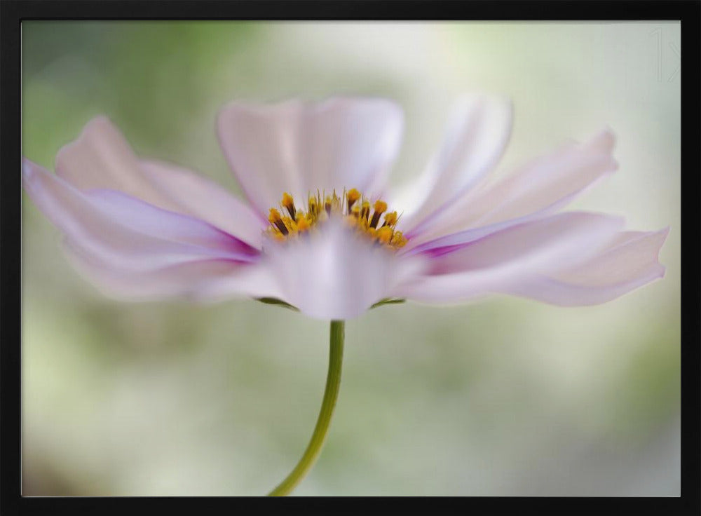 Cosmos Cloud | Poster