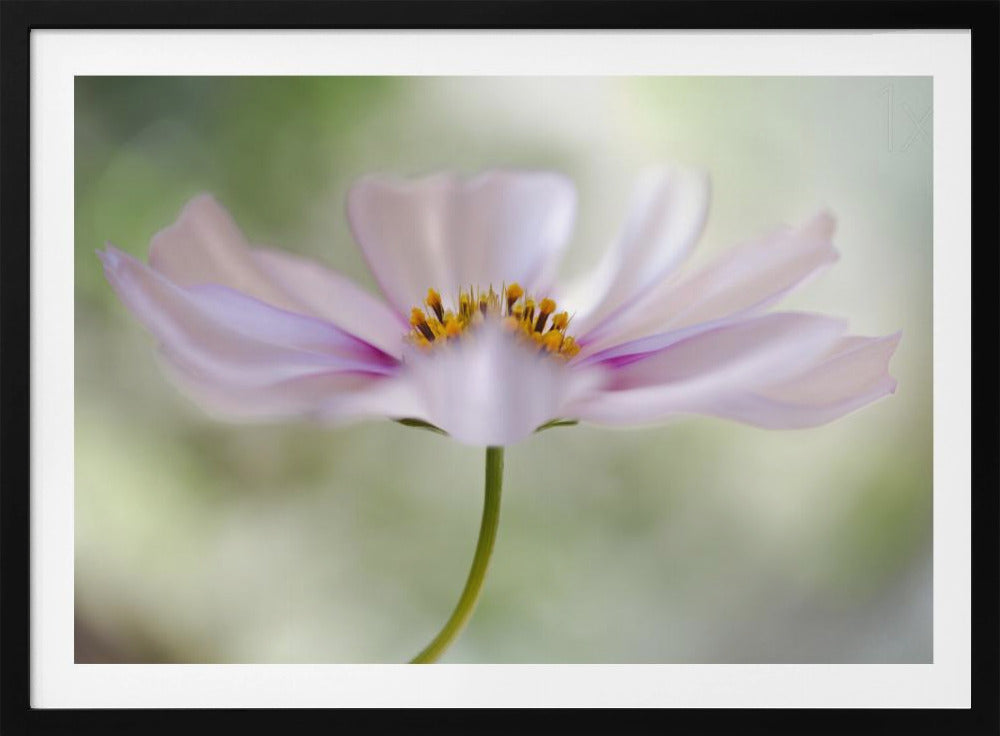 Cosmos Cloud | Poster