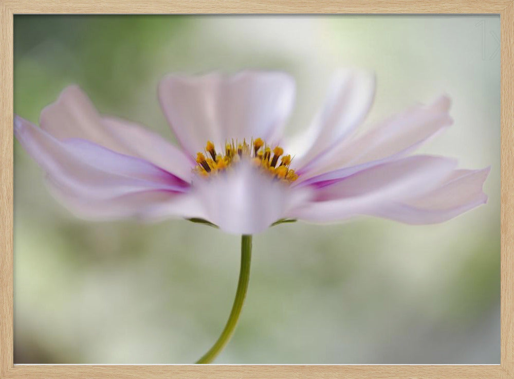 Cosmos Cloud | Poster