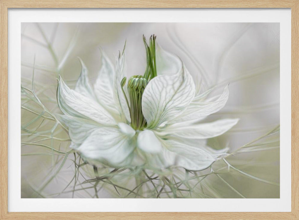 Nigella | Poster