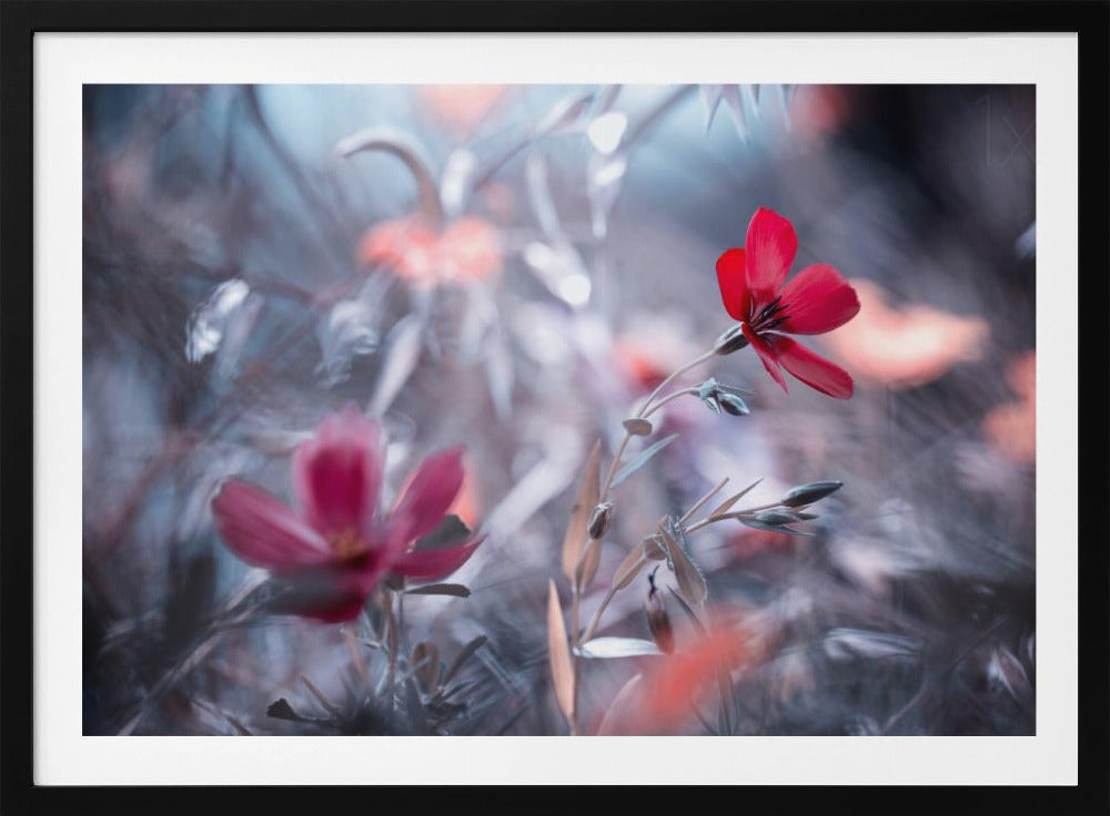 Une Fleur, une Histoire | Poster