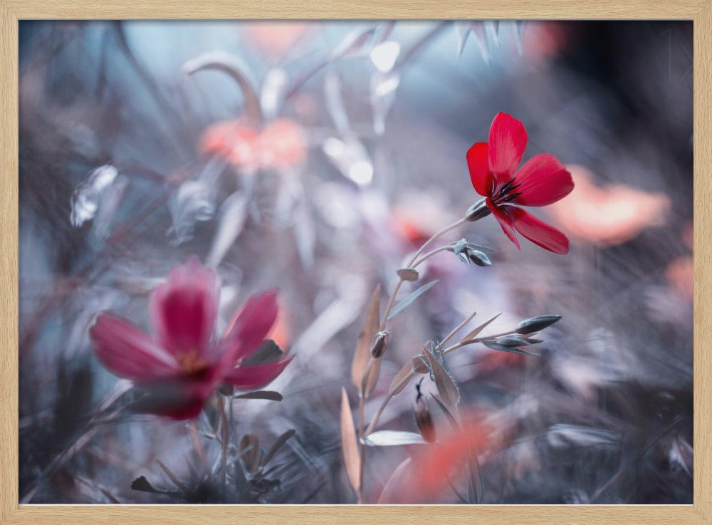 Une Fleur, une Histoire | Poster