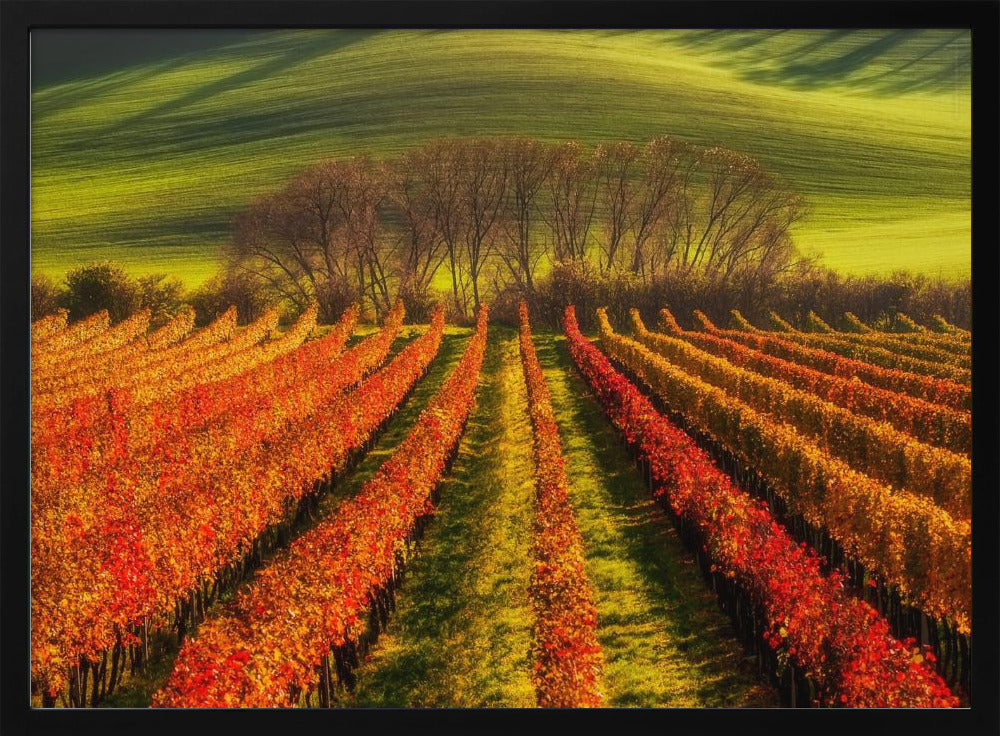 vine-growing | Poster