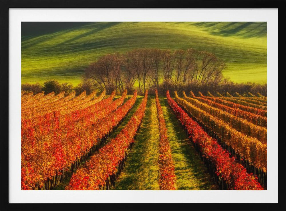 vine-growing | Poster