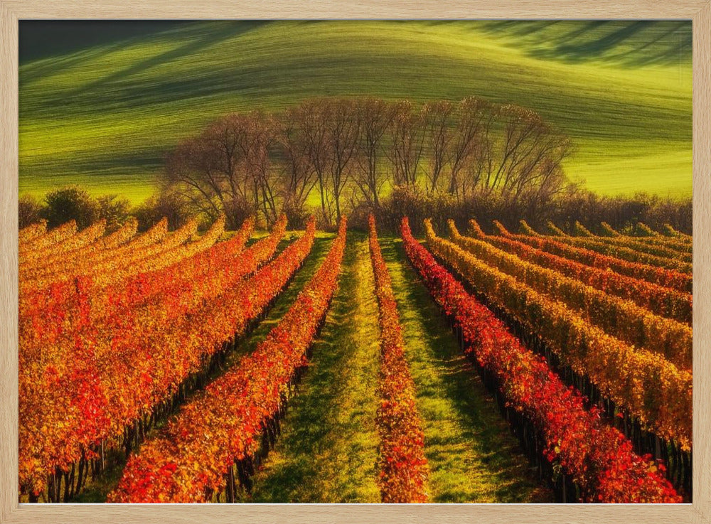 vine-growing | Poster