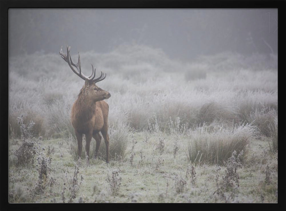 Prideful. deer . | Poster