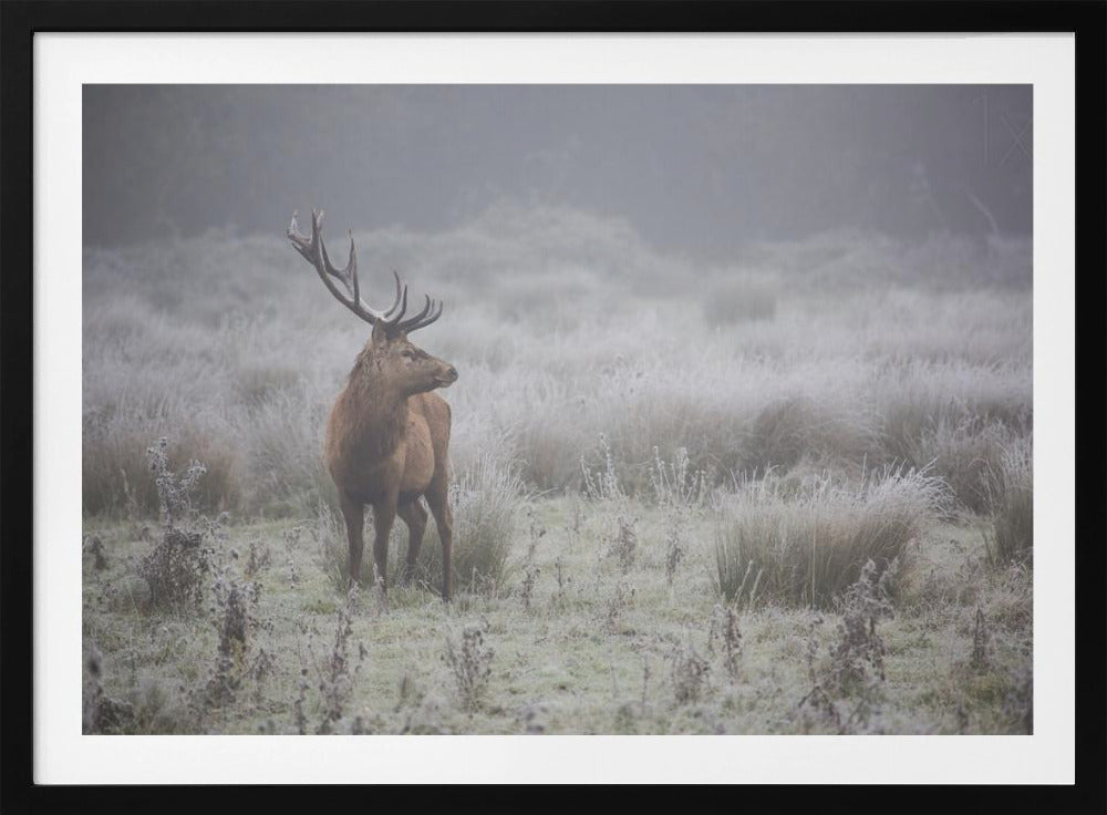 Prideful. deer . | Poster