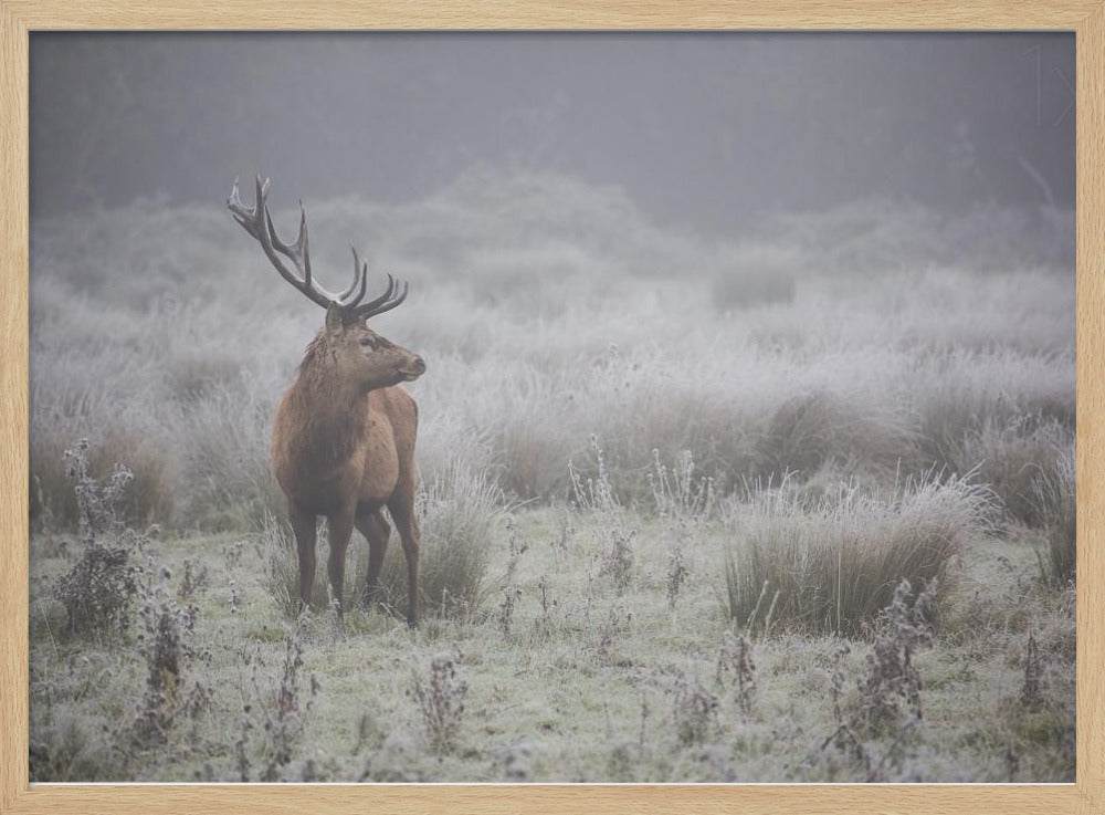 Prideful. deer . | Poster