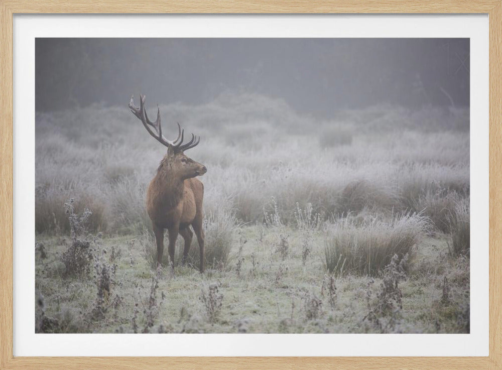 Prideful. deer . | Poster