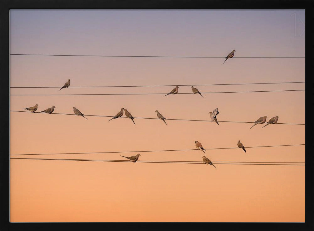 Music of Light | Poster