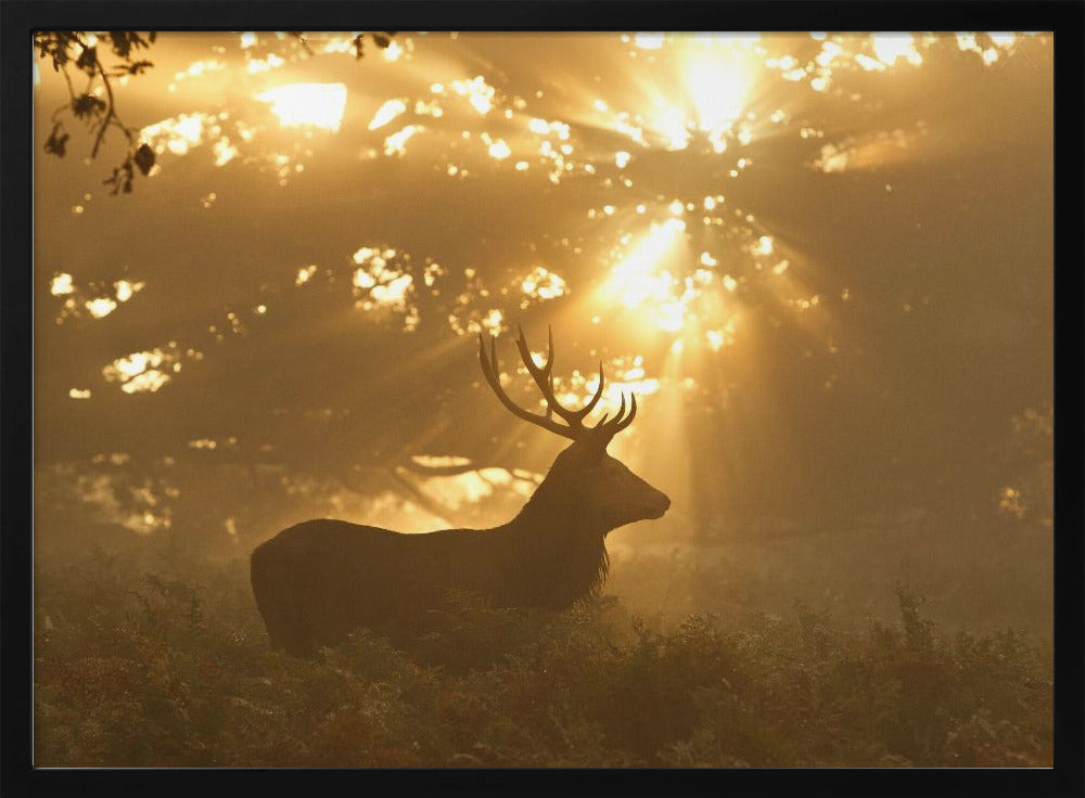 Ghost of the Forest | Poster