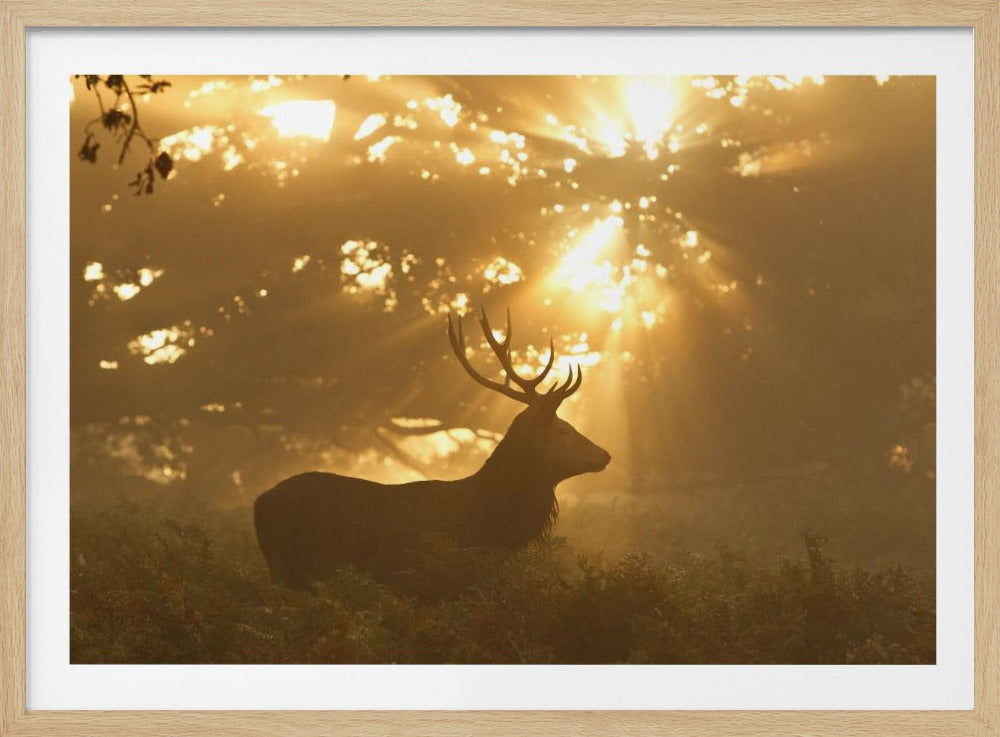 Ghost of the Forest | Poster