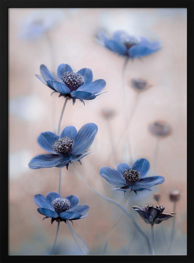 Cosmos blue | Poster