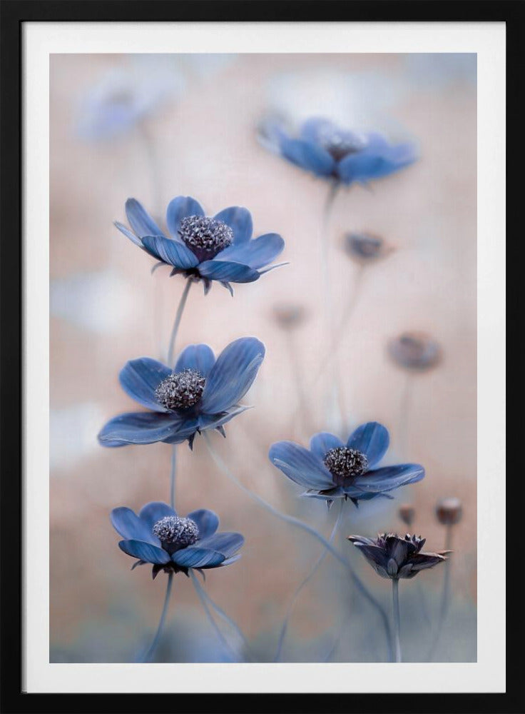 Cosmos blue | Poster