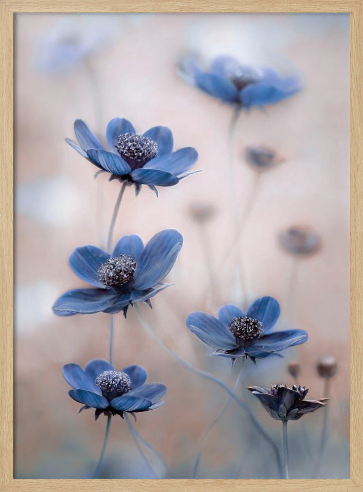 Cosmos blue | Poster
