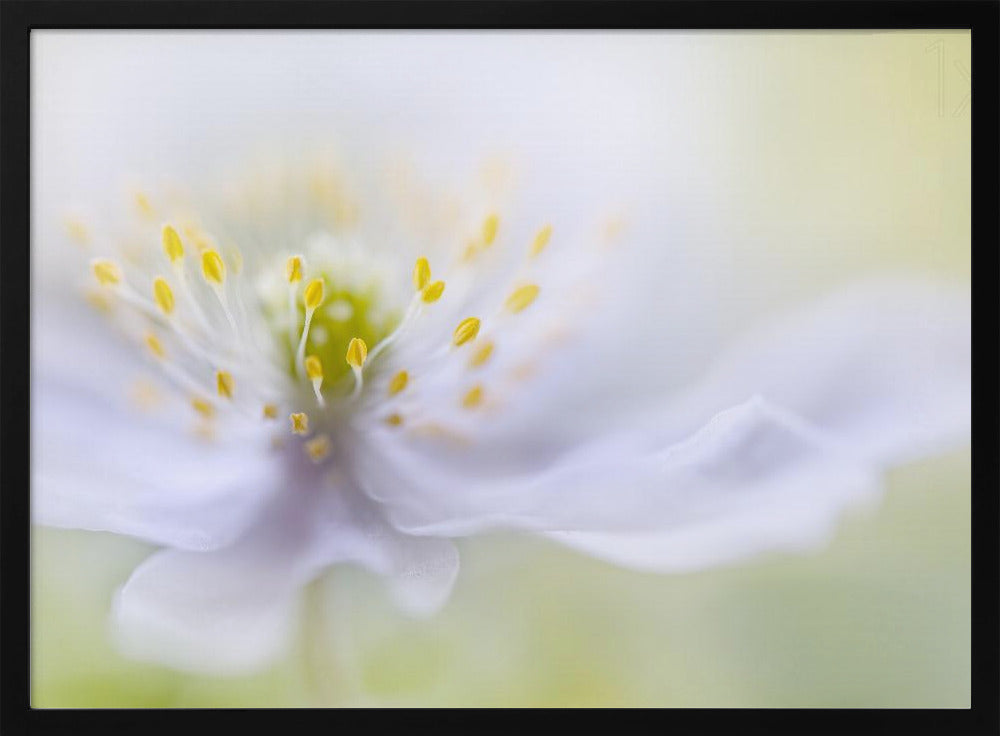 Anemone Beauty | Poster